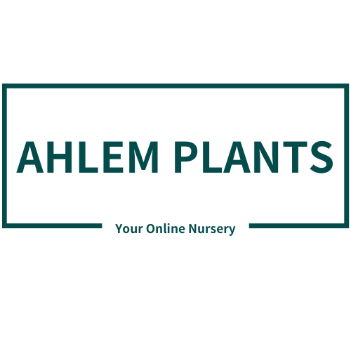ahlem plants